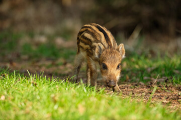 Tiny stripped piglet of wild boar (Sus scrofa), wildlife photography, Czech Republic