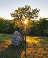 Wall Mural - Beautiful forest in spring with bright sun shining through the trees