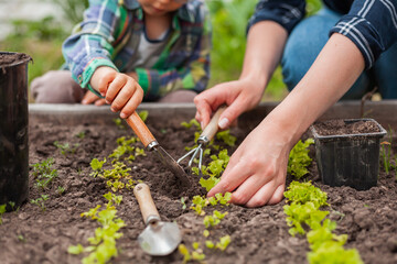 Child and mother gardening in vegetable garden in backyard