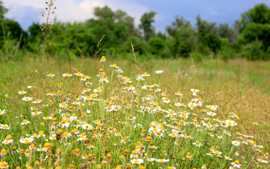 Wall Mural - wild chamomile flowers meadow