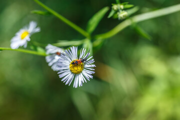 Fototapete - Amazing nature scene closeup. Beetle on a camomile flower on a blurred background of green grass. Beautiful summer landscape with copy space and Space for an inscription or logo. Ekology  concept
