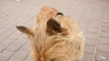Cairn Terrier Dog Looking Into Camera. Close Up Face.