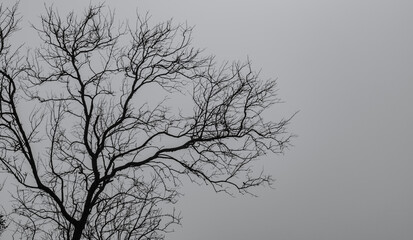 Wall Mural - Silhouette dead tree on dark dramatic sky and white clouds background for a peaceful death. Despair and hopeless concept. Sad of nature. Death and sad emotion background. Dead branch unique pattern.