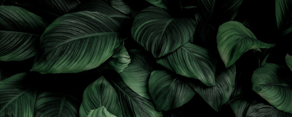 Wall Mural - abstract green leaf texture, nature background, tropical leaf