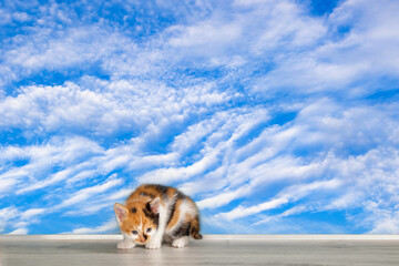 Wall Mural - Little kitten on a windowsill against a background of blue sky with clouds