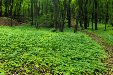 Mystical oak forest with overgrown ground and path