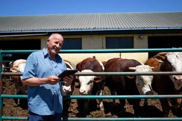 Wall Mural - Farmer with group of strong muscular bulls domestic animals for meat production at organic farm.