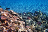Fototapeta Do akwarium - coral reef in Egypt, Makadi Bay
