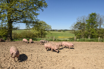 Poster - Porc fermiers cochon elevage plein air Ardenne Belgique Wallonie viande porcelet