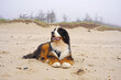 Bernese Mountain Dog on the beach