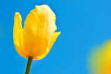 tulip