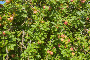 green apples from large apple tree in summer