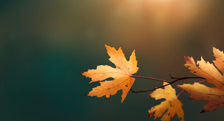 Wall Mural - golden autumn leaves with a dark green and orange background of fall foliage in an autumn landscape.