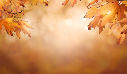 Wall Mural - an autumn nature, fall background of blurred foliage and tree leaves at sunset in an autumn landscap