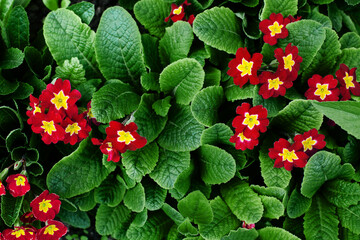 Wall Mural - Red yellow primrose flowers, green leaves background, primula blossom in garden, beautiful small flowers, floral texture, nature backdrop, little flowers bloom, spring season design, summer wallpaper