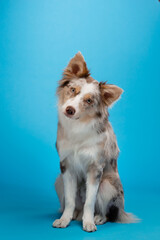 Canvas Print - happy dog on a blue background. border collie funny portrait. 