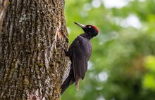A Black Woodpecker On The Trunk Of An Oak