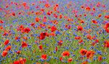 Fototapeta  - Blue flowers and poppy flowers in the field