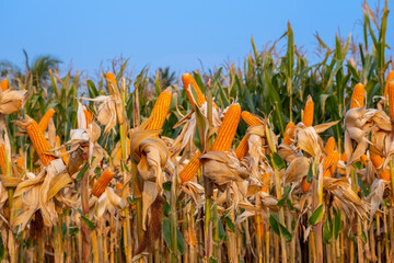 yellow ripe corn on stalks for harvest in agricultural cultivated field in the day