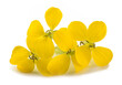 Yellow Wallflowers