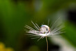 A water drop on a dandelion flower seed macro on green and yellow background