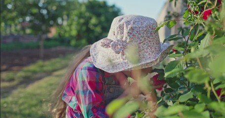 Wall Mural - Little girl, young farmer watering and enjoying aroma of roses plants in garden