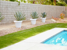 Cactus Planters By Pool In Backyard