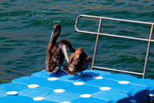 Pelicans In The Sea
