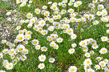 Wall Mural - Chamomile field of flowers in the light of bokeh day