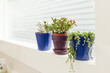 © Jennifer Bogle/Stocksy - Potted succulents in window sill