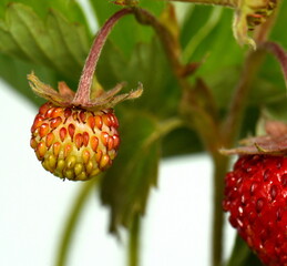 Canvas Print - Branches of Wild strawberry with leaves isolated on white background.