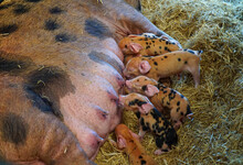 Gloucester Old Spot Piglets Feeding From Mother.