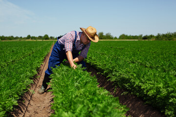 Poster - Farmer checking carrot root quality for harvest 