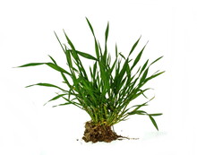 Freshly Harvested Young Green Barley On White. Organic Food Concept. Bunch Of Green Grass Isolated On White Background