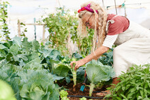 Senior Woman Digging Up A Cabbage 