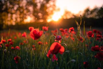 Wall Mural - Wild grass meadow with red poppy flowers in the forest at sunset. Closeup view shallow depth of field. Abstract summer nature background. Stunning, gorgeous romantic blooming floral nature landscape