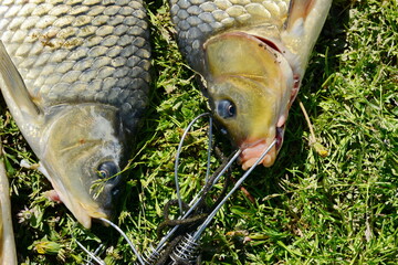 Freshwater fish just taken from the water. Several carp fish on green grass. Catching fish - common carp. 