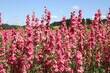 Larkspur seed production fields