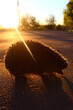 hedgehog at sunset 