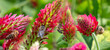 honey bees on Red Crimson Clover  - Trifolium incarnatum