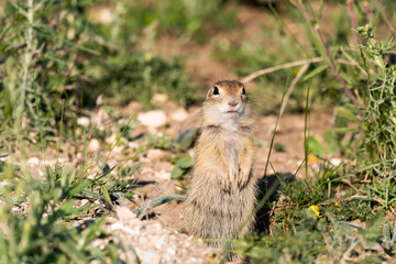 Wall Mural - Ground squirrel Spermophilus pygmaeus in the habitat