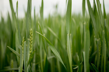 Ripening ears of meadow wheat field. Rich harvest Concept. Ears of green wheat close up.