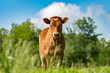brown calf, in a green meadow, under a blue sky