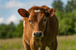 portrait of a young calf, against the background of a green meadow, close-up, selective focus