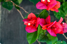 Red Bougainvillea Blooms In A Summer Park.