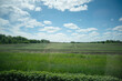 A green agricultural field under the blue cloudy sky abstract background.