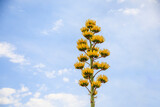 Fototapeta Big Ben - Tall yellow agave century plant growing in the desert