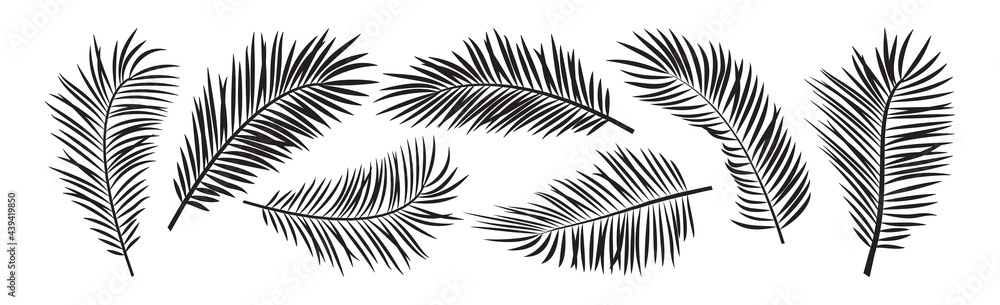 Palm leaf vector, black summer branch plant jungle, nature set icon isolated on white background. Tropic illustration - obrazy, fototapety, plakaty 
