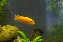 Malawi Yellow Cichlid Fish Aquarium Decor Algae