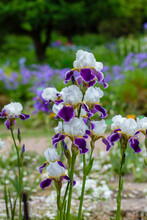 Flower Bearded Iris (Iris Germanica) In Summer Garden